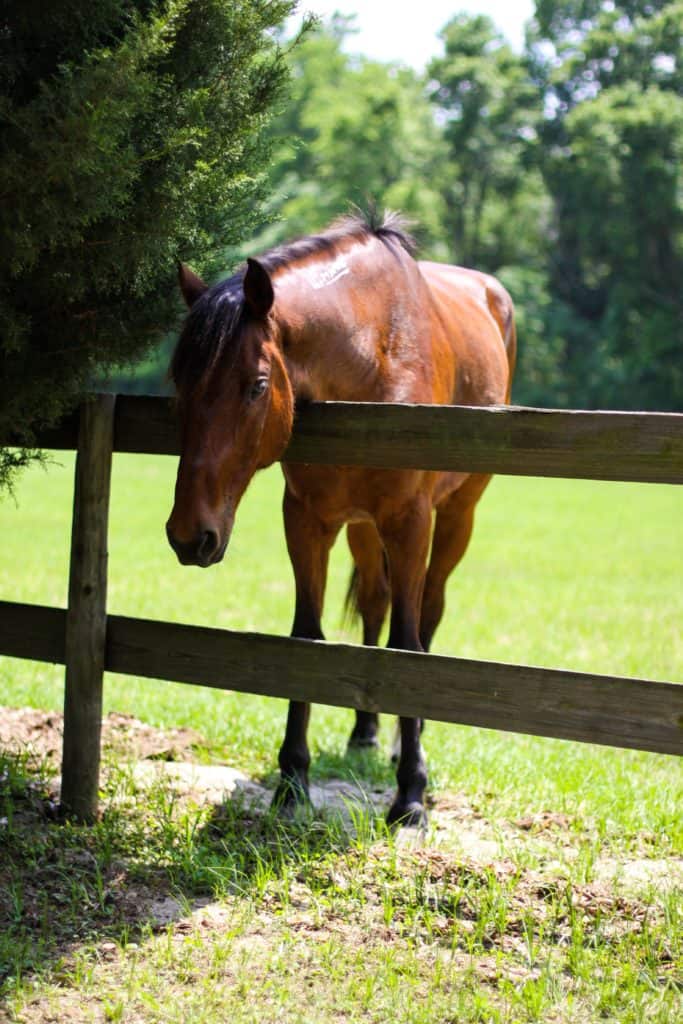 Ocala Equestrian Farms Foal and Horse Photos Quarter Horse