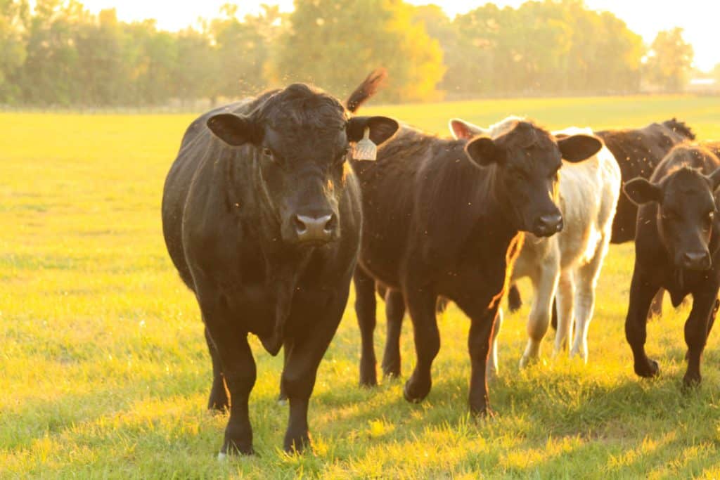 Cows out to pasture, ocala equestrian drive. ocala horse farm tours