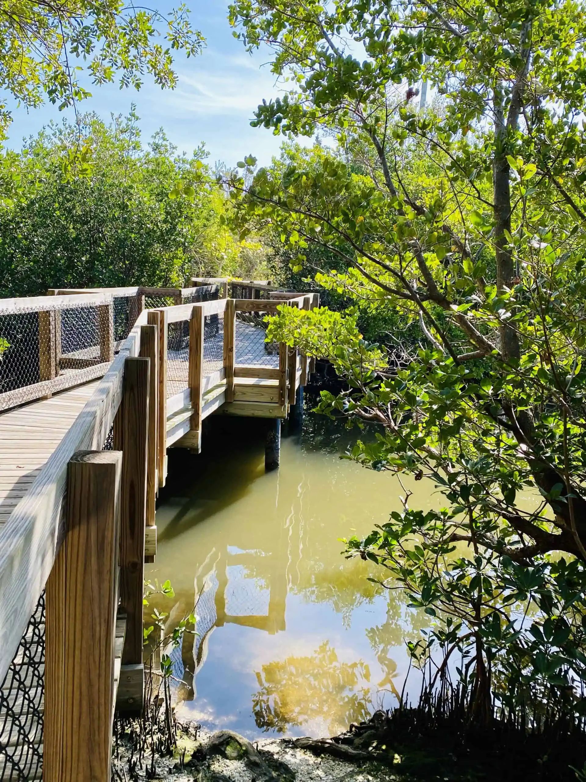 Clam Bayou Nature Preserve and Park has these beautiful ada accessible trails in Gulfport St Pete area.