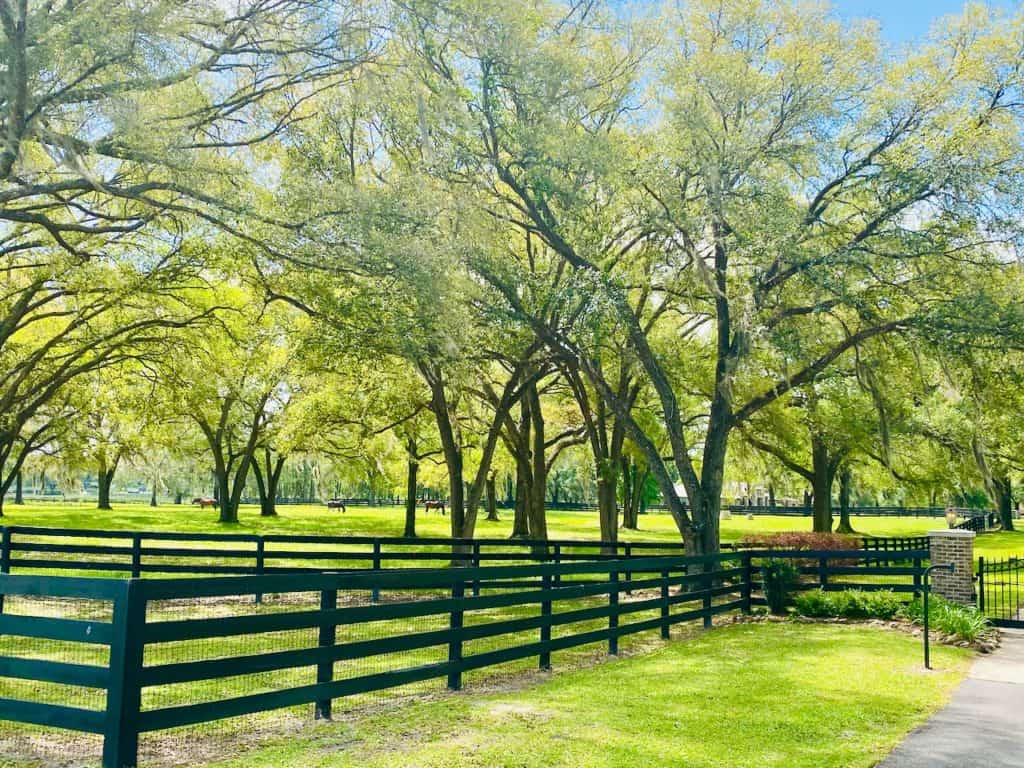 Ocala Equestrian Scenic Tour of Horse Farms