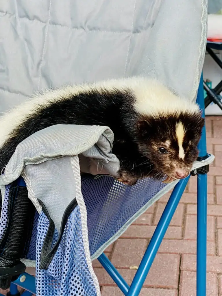 GeckoFest you will never know what you'll find! This cute skunk was at the festival!