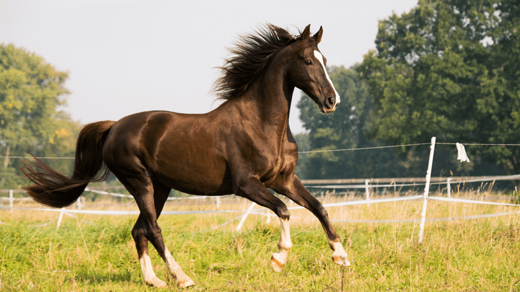 Farm Tours of Ocala, you'll see horses out to pasture like this galloping horse with a blaze and four white socks.  