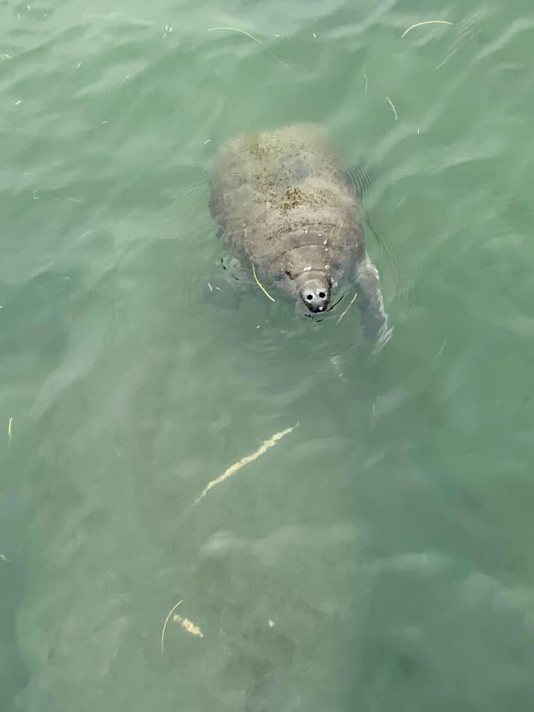 Dolphin Tours and Manatees are often see too, like in this photo in Boca Ciega Bay