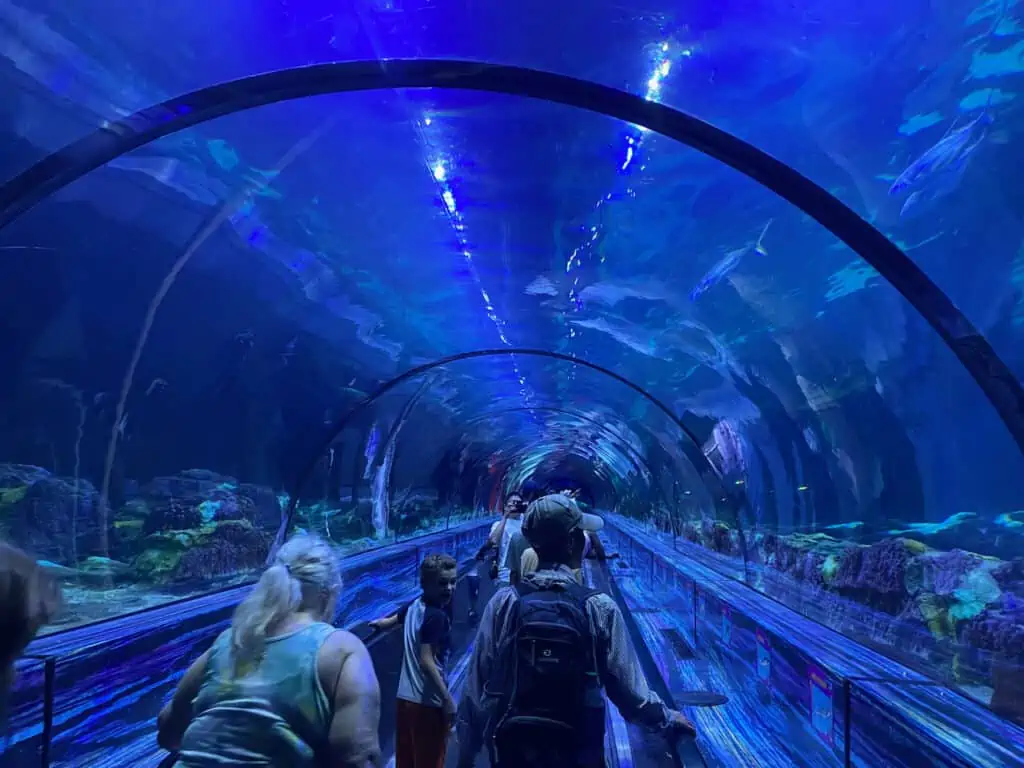 Photo is of the Shark tunnel.  Hilton Grand Vacations Club at SeaWorld is in walking distance of this shark experience where you can go under the water and look up at the sharks.