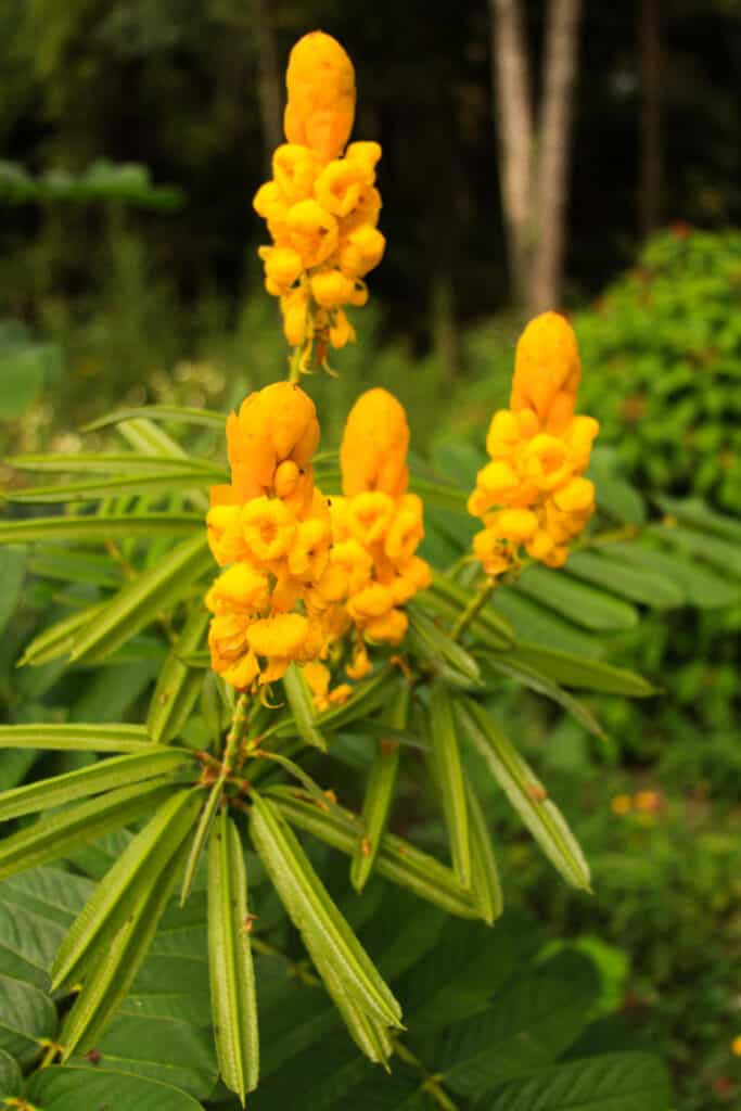 butterfly gardens rainbow springs state park in Dunnellon, Florida 