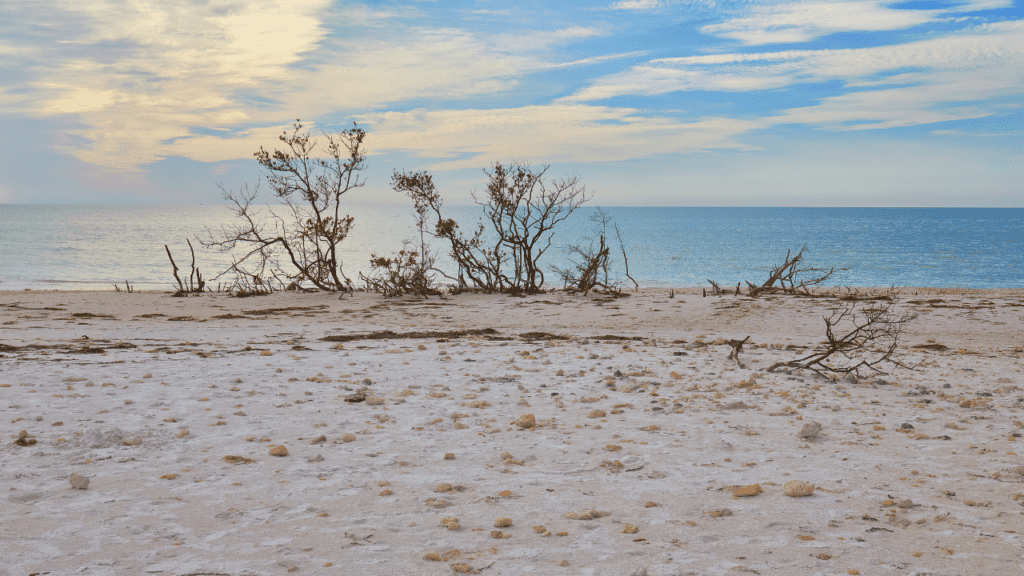 Honeymoon Island State Park 