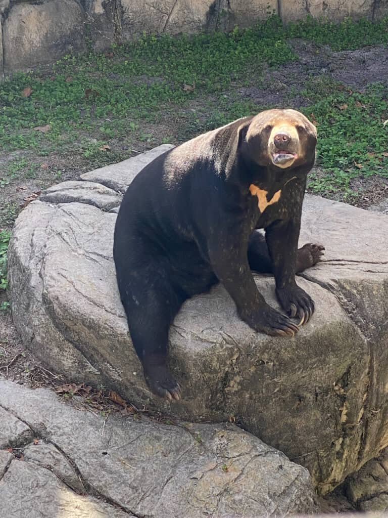 Bear at ZooTampa at Lowry Park