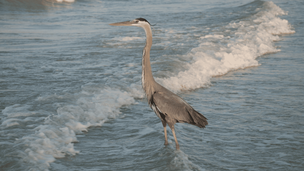 north redington beach