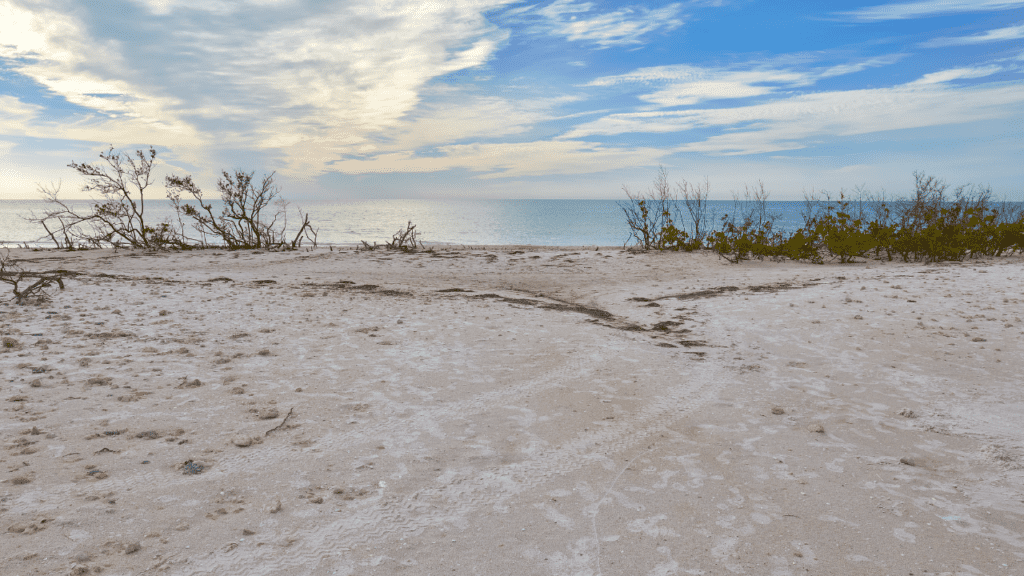 Honeymoon Island State Park