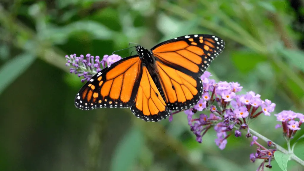 monarch butterfly resting on a flower