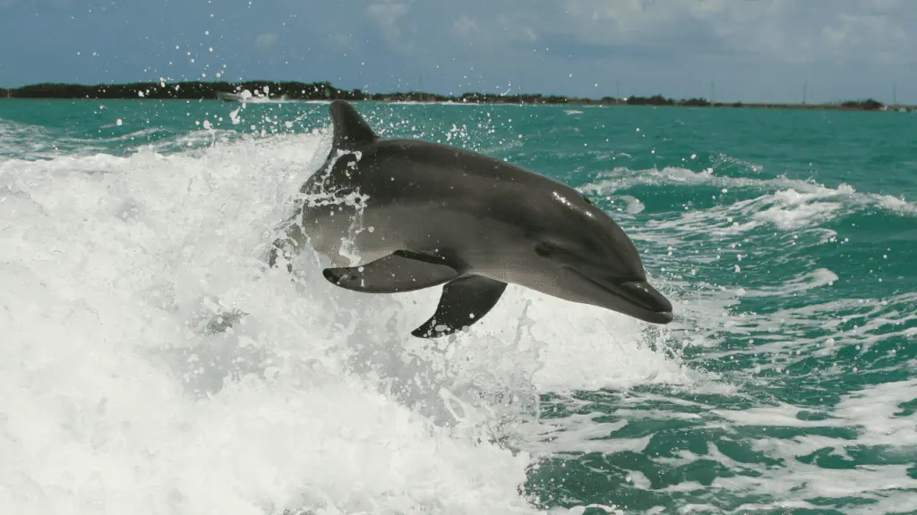 bottlenose dolphin behind the boat