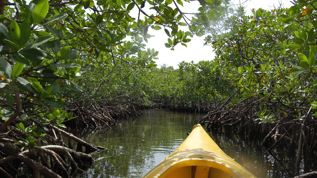 kayak tour through the mangroves