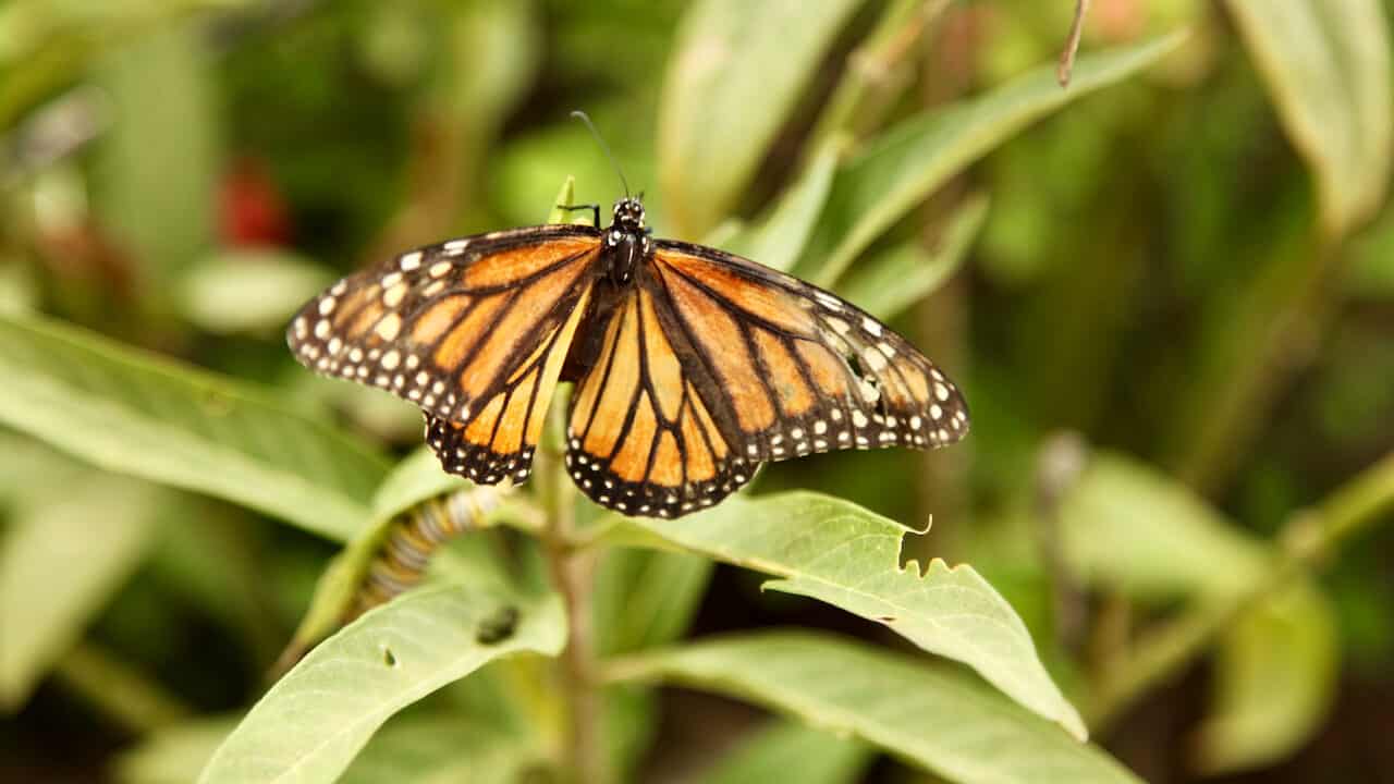 butterfly closeup