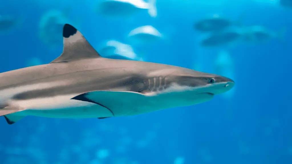 blacktip shark