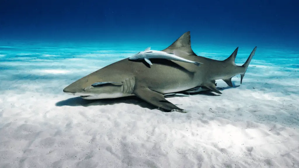 Lemon sharks 