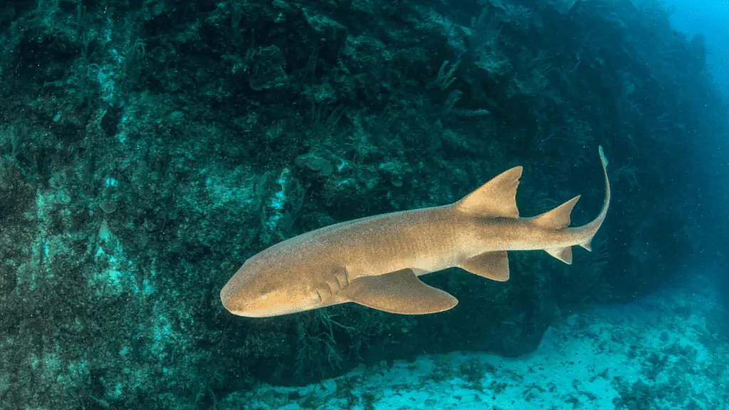 Nurse Sharks