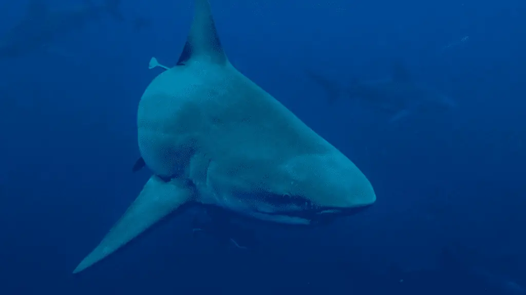 Bull shark shown in deep water 