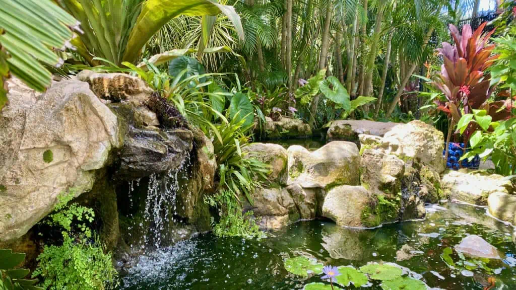 Sunken Gardens one of the older attractions and things to do in St. Petersburg FL